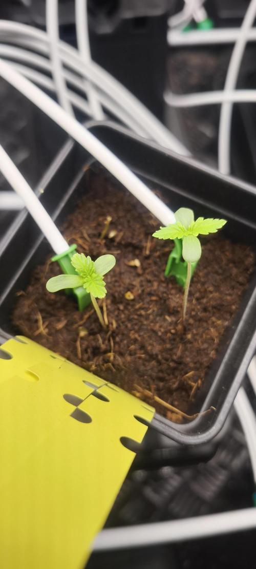 Sticky broccoli 🥦. Week 0