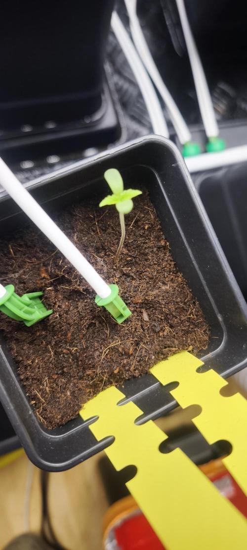 Sticky broccoli 🥦. Week 0