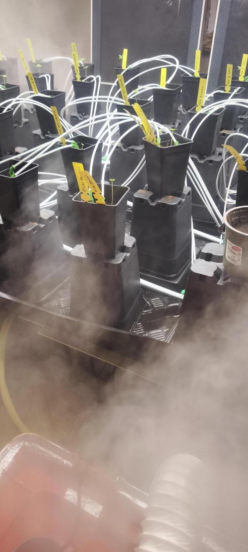 Sticky broccoli 🥦. Week 0