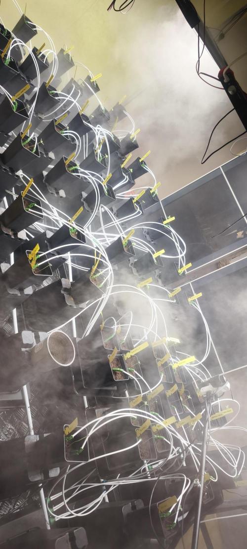 Sticky broccoli 🥦. Week 0