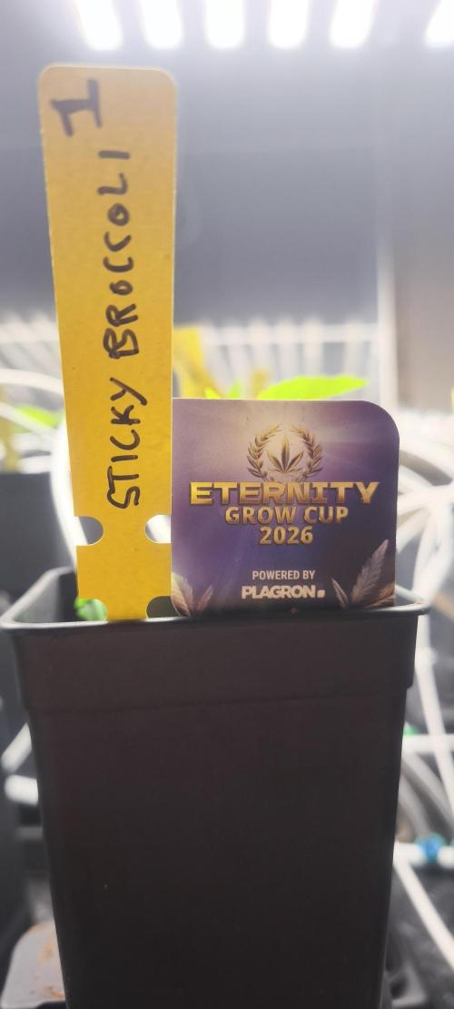 Sticky broccoli 🥦. Week 1