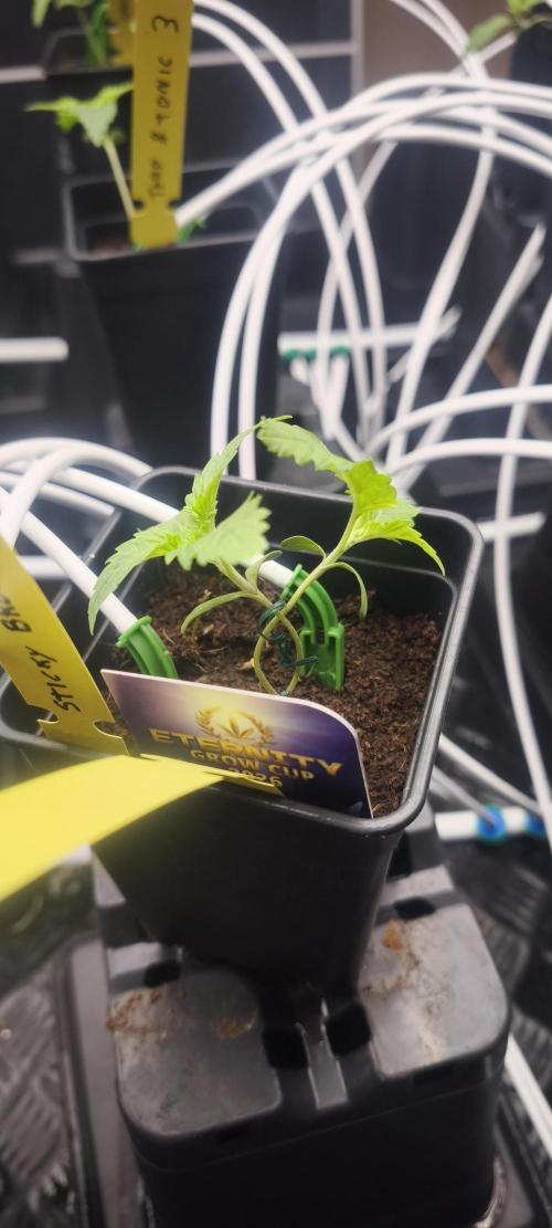 Sticky broccoli 🥦. Week 1