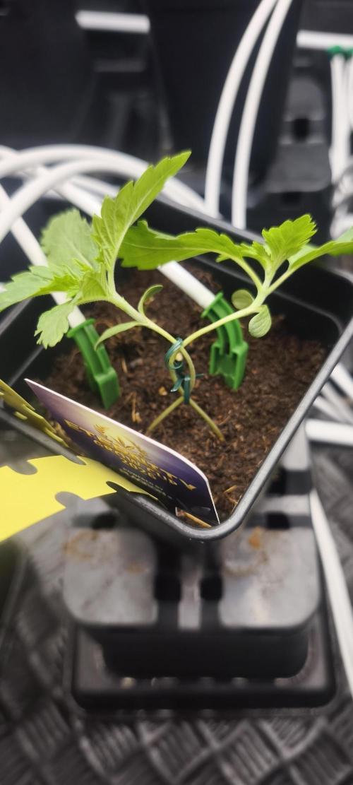 Sticky broccoli 🥦. Week 1