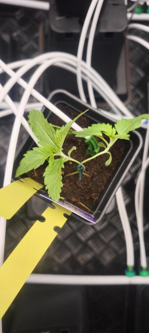 Sticky broccoli 🥦. Week 1