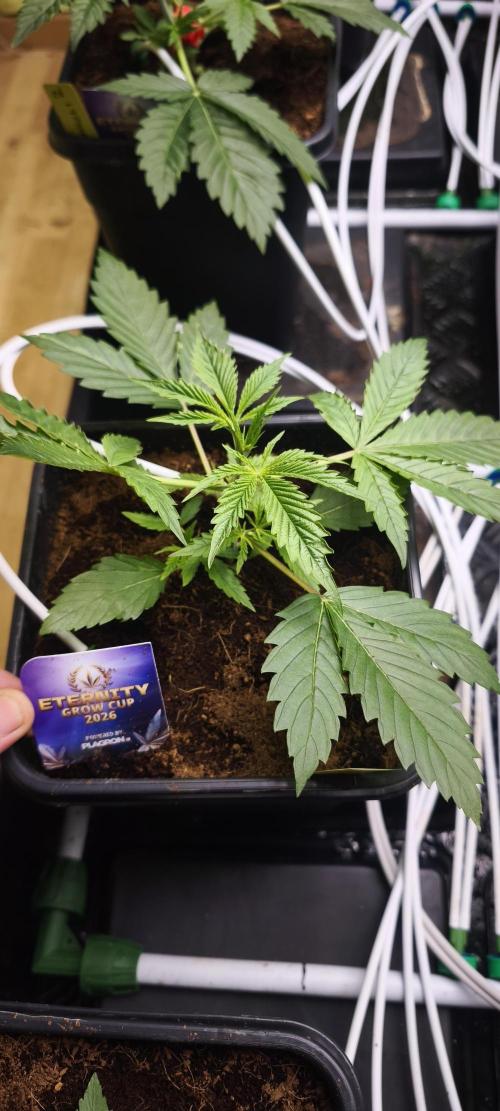 Sticky broccoli 🥦. Week 2