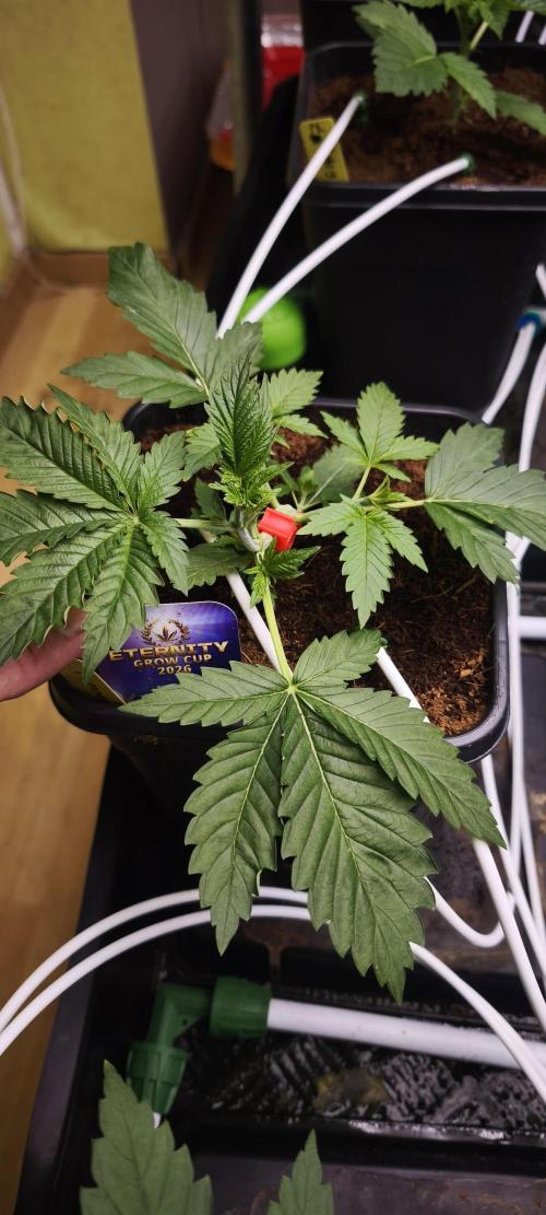 Sticky broccoli 🥦. Week 2