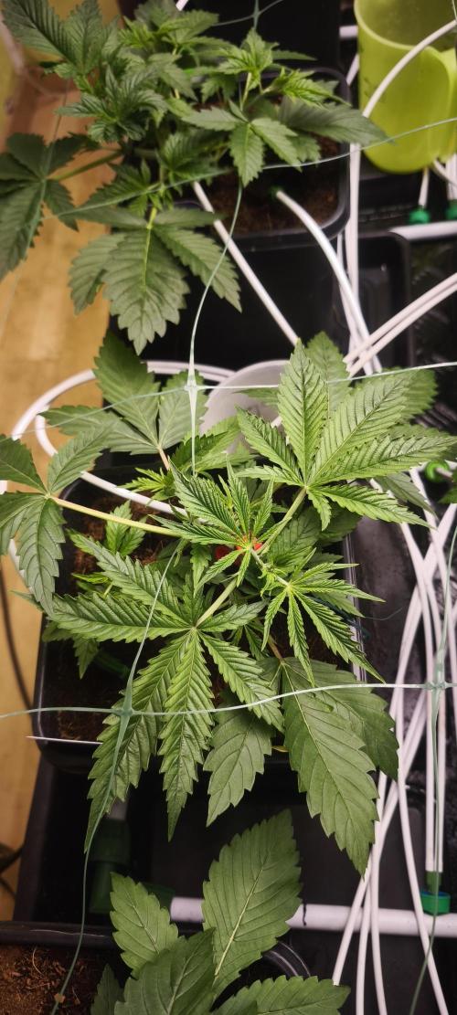 Sticky broccoli 🥦. Week 3