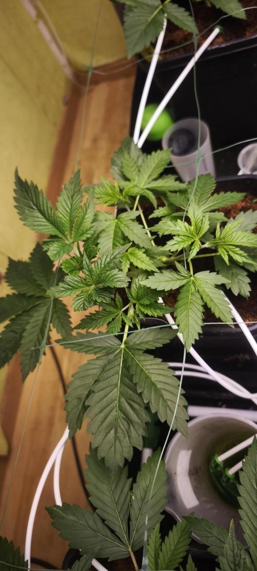 Sticky broccoli 🥦. Week 3