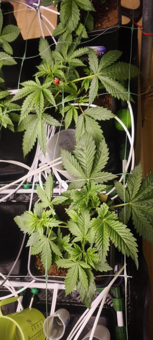 Sticky broccoli 🥦. Week 3