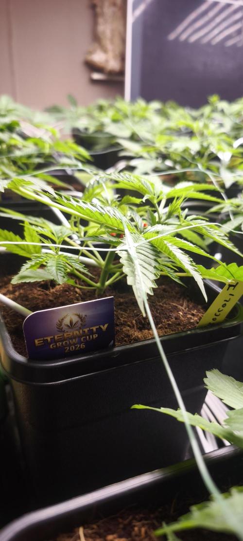 Sticky broccoli 🥦. Week 3