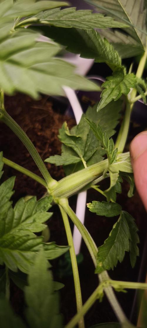 Sticky broccoli 🥦. Week 3