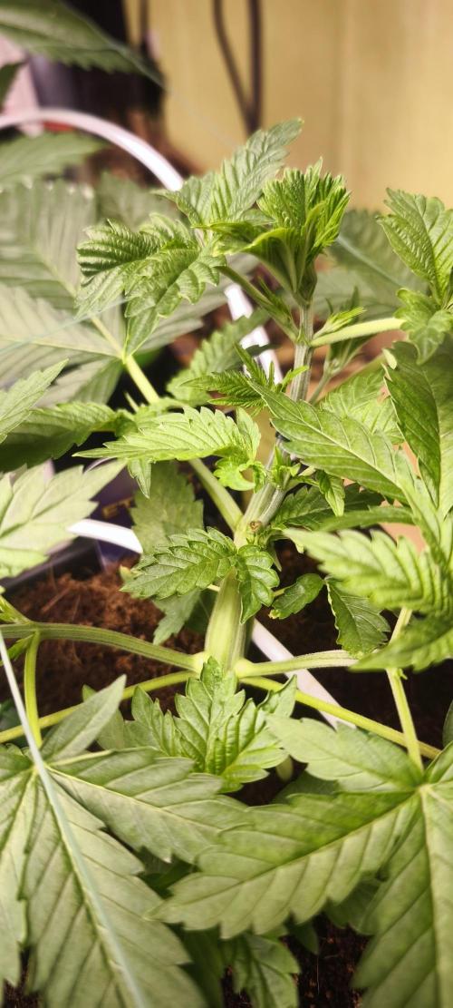 Sticky broccoli 🥦. Week 3