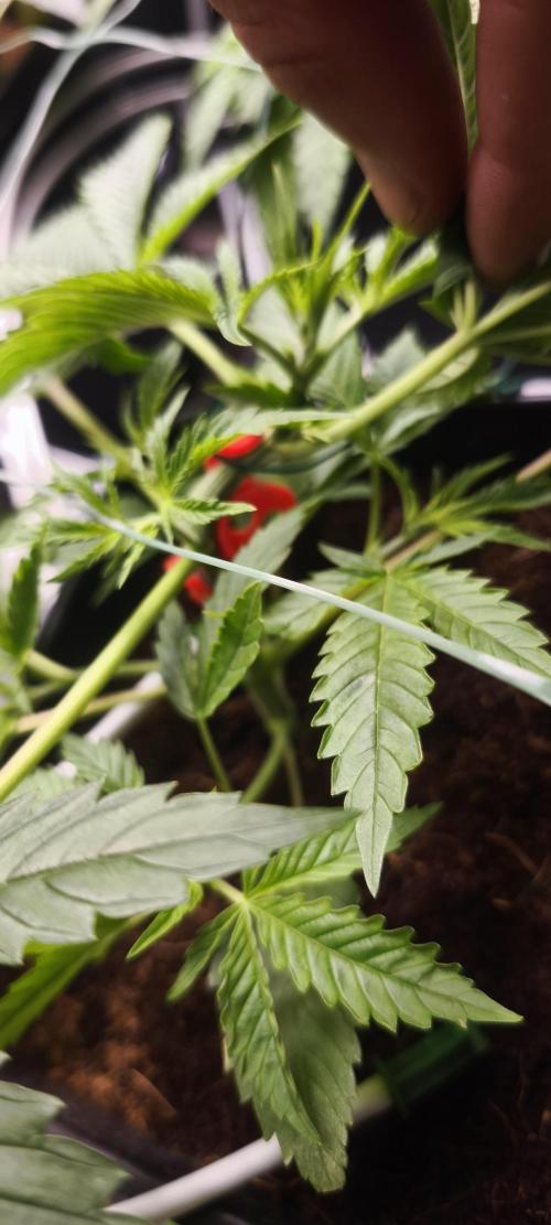 Sticky broccoli 🥦. Week 3