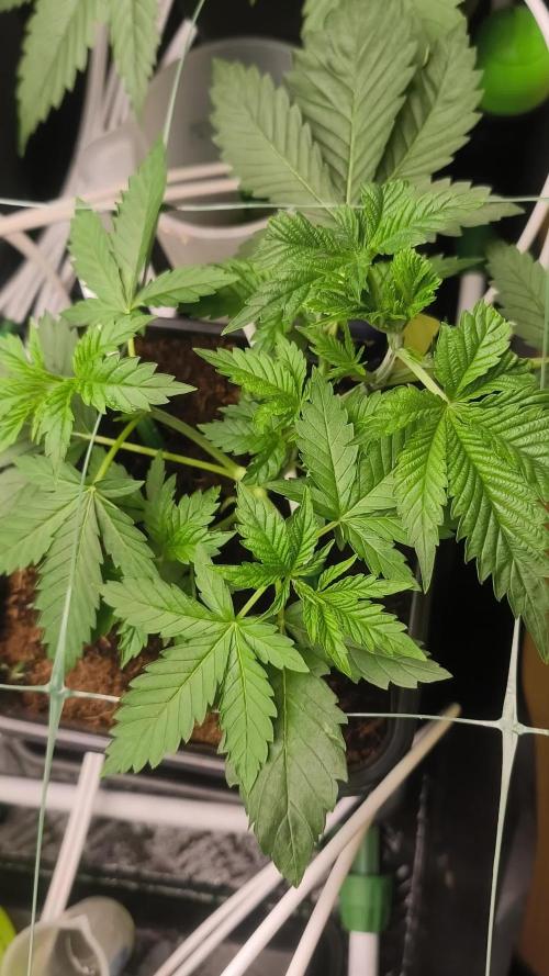 Sticky broccoli 🥦