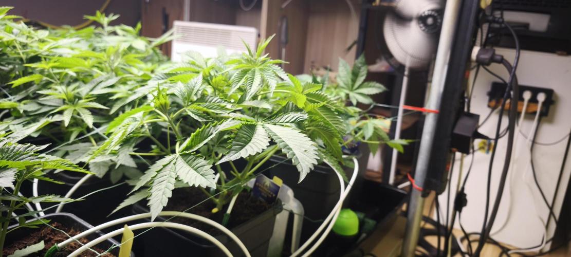 Sticky broccoli 🥦. Week 4 - Plants 