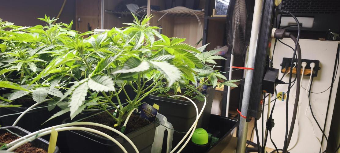 Sticky broccoli 🥦. Week 4 - Plants 