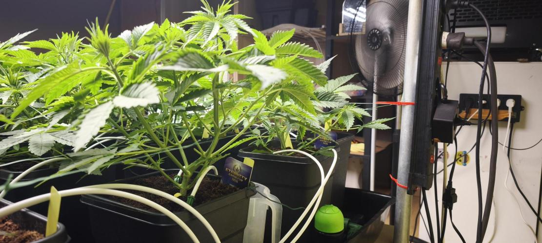 Sticky broccoli 🥦. Week 4 - Plants 