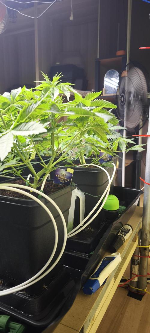 Sticky broccoli 🥦. Week 4 - Plants 