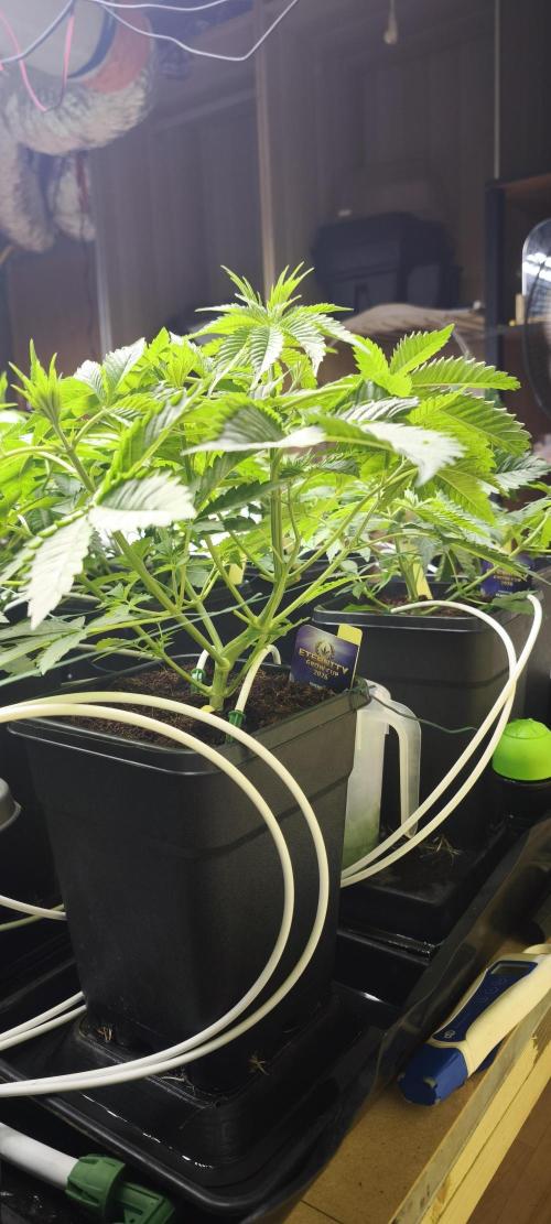 Sticky broccoli 🥦. Week 4 - Plants 