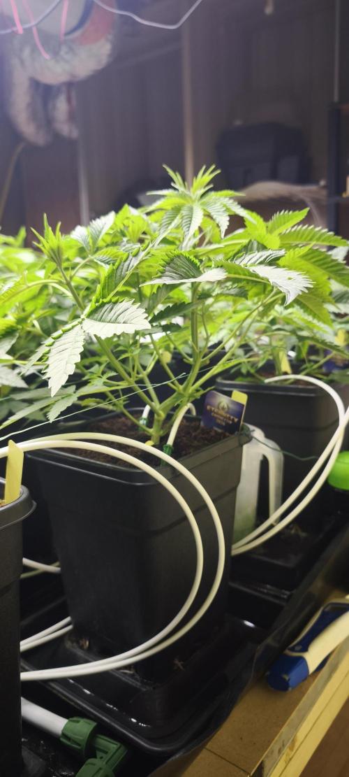 Sticky broccoli 🥦. Week 4 - Plants 