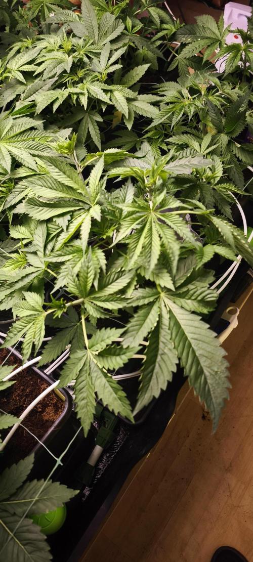 Sticky broccoli 🥦. Week 4 - Plants