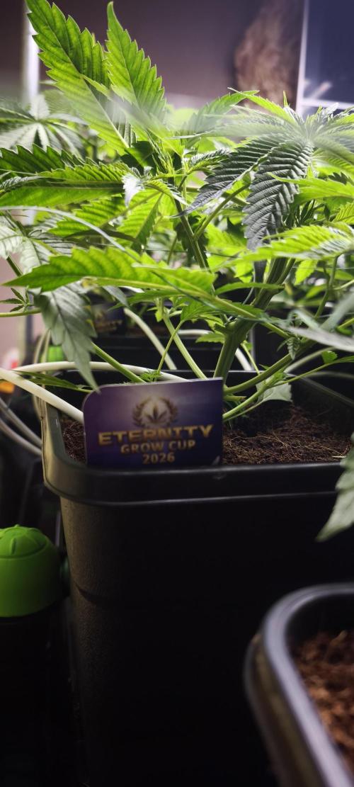 Sticky broccoli 🥦. Week 4 - Plants 