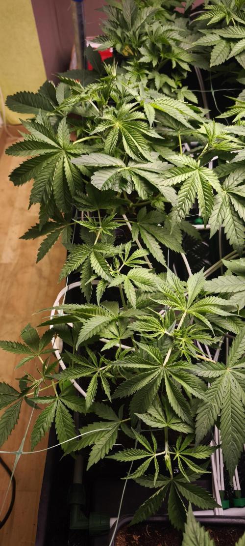 Sticky broccoli 🥦. Week 4 - Plants 