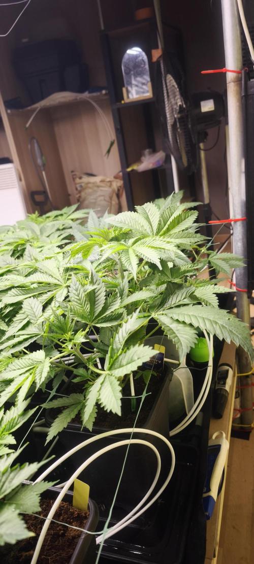 Sticky broccoli 🥦. Week 4 - Plants