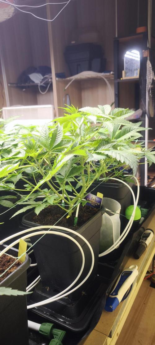 Sticky broccoli 🥦. Week 4 - Plants 