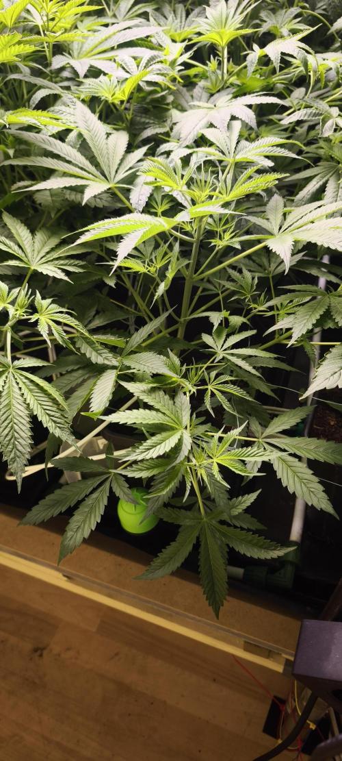 Sticky broccoli 🥦. Week 5