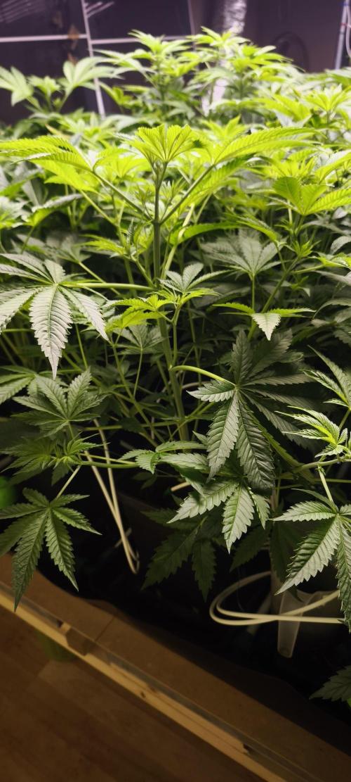 Sticky broccoli 🥦. Week 5