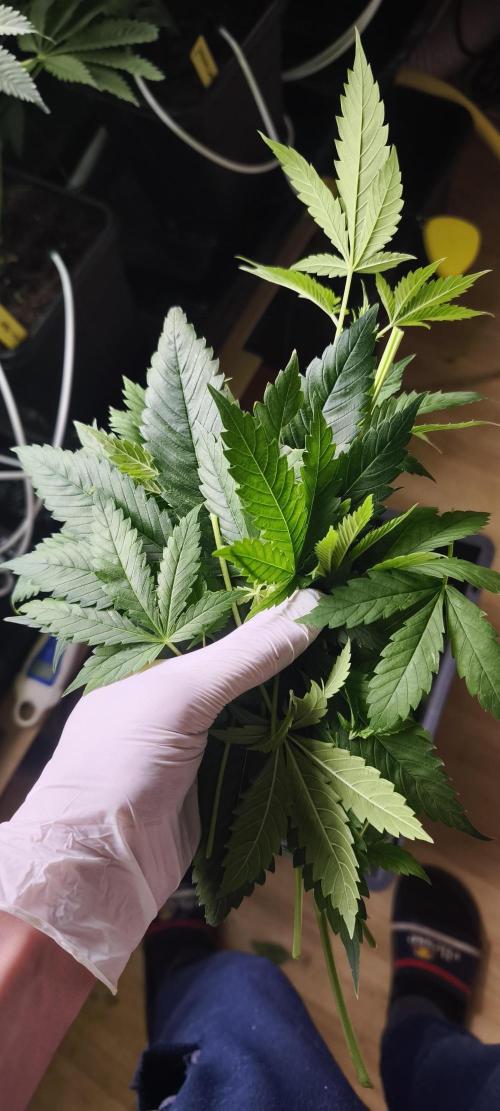 Sticky broccoli 🥦. Week 5