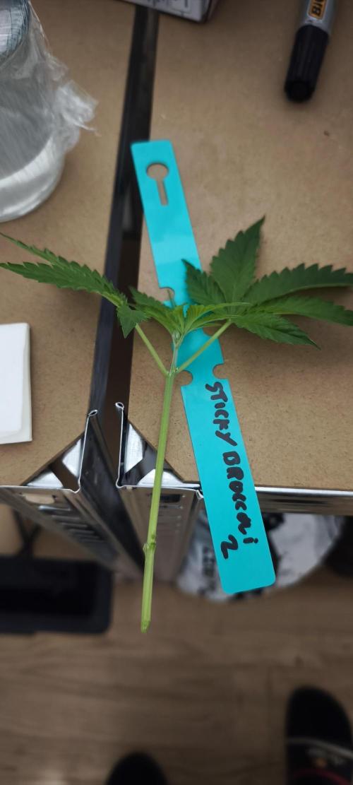 Sticky broccoli 🥦. Week 5