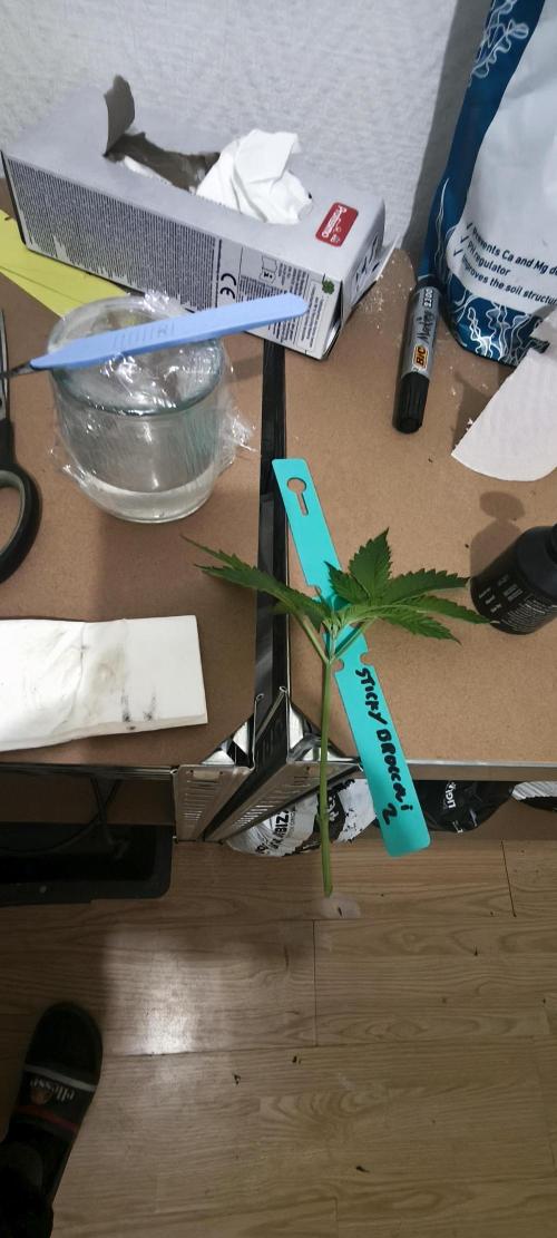 Sticky broccoli 🥦. Week 5