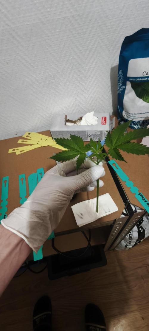 Sticky broccoli 🥦. Week 5