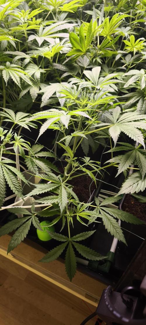 Sticky broccoli 🥦. Week 5