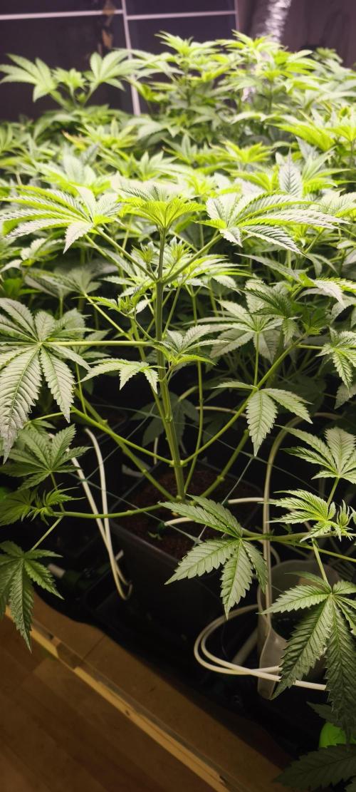 Sticky broccoli 🥦. Week 5