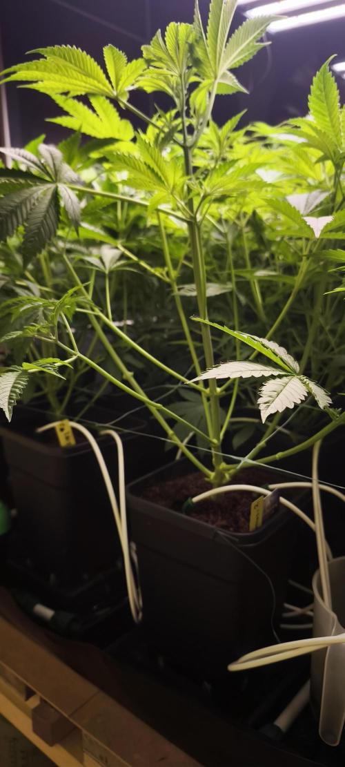 Sticky broccoli 🥦. Week 5