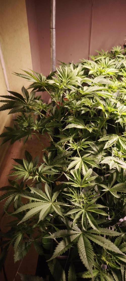 Sticky broccoli 🥦. Week 5