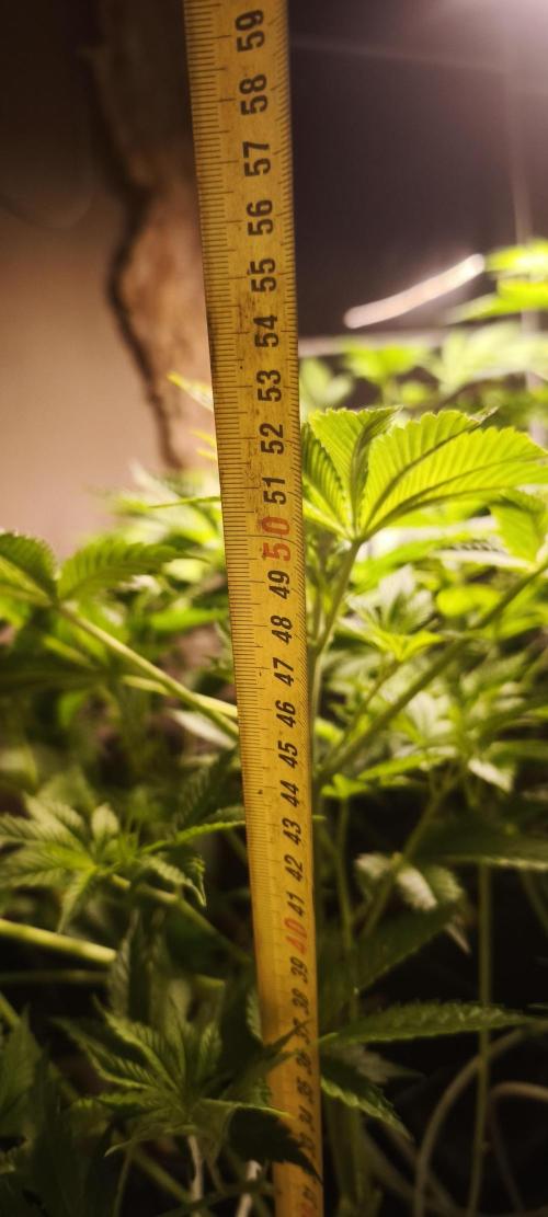 Sticky broccoli 🥦. Week 5