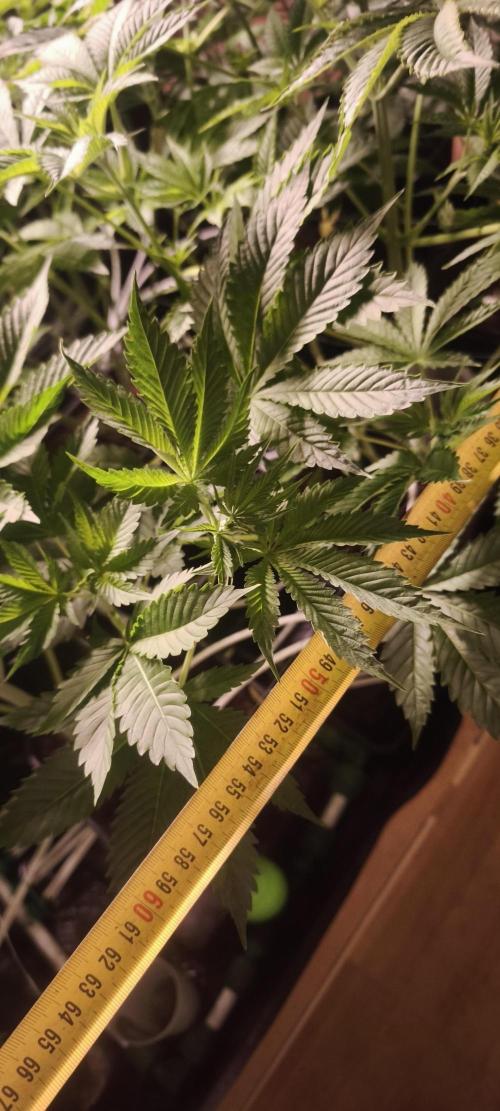 Sticky broccoli 🥦. Week 5