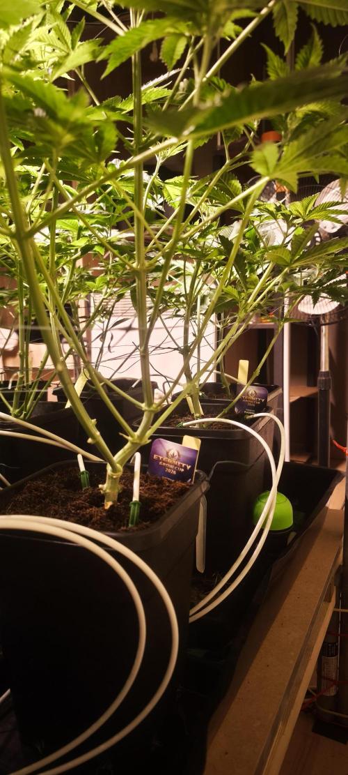 Sticky broccoli 🥦. Week 5