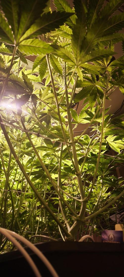 Sticky broccoli 🥦. Week 5