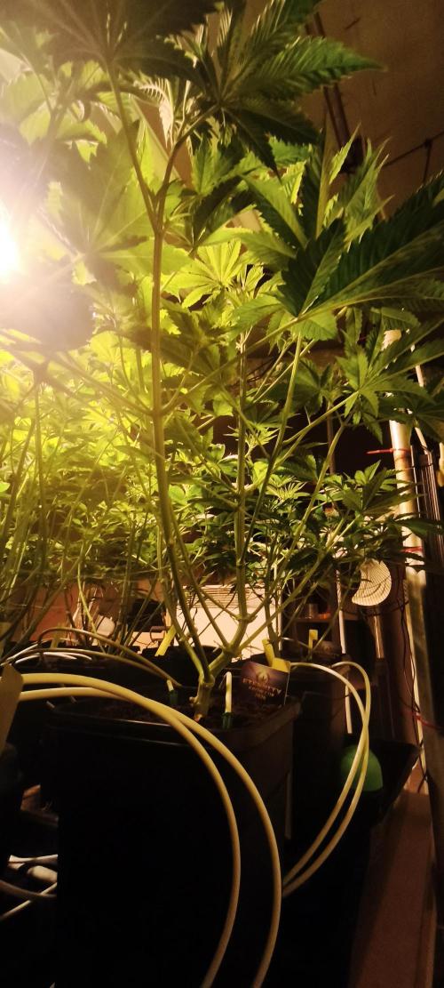 Sticky broccoli 🥦. Week 5