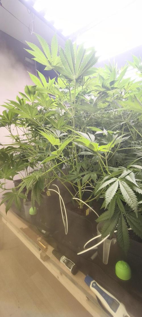 Sticky broccoli 🥦. Week 6