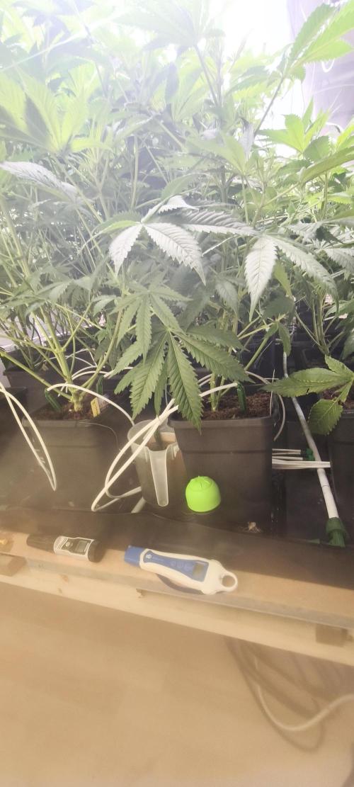 Sticky broccoli 🥦. Week 6