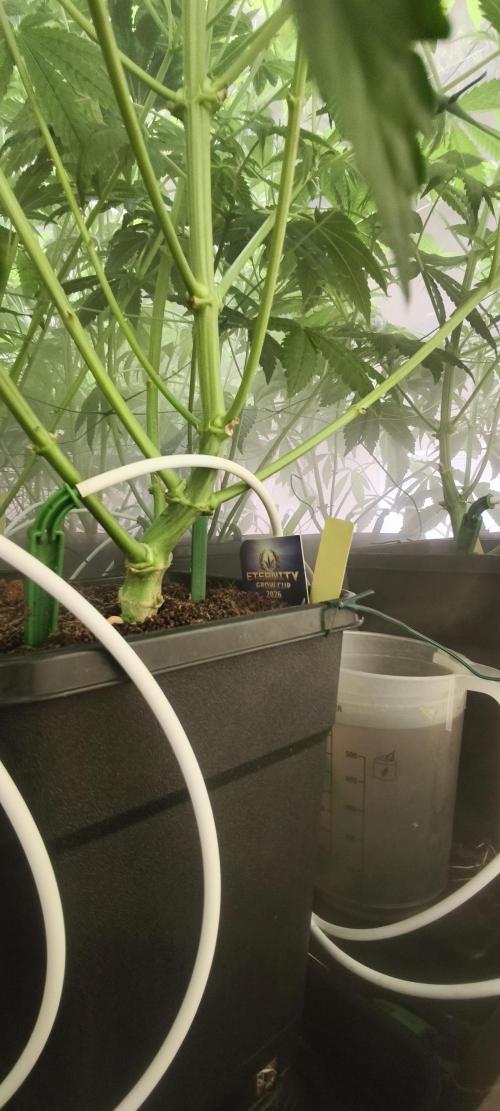 Sticky broccoli 🥦. Week 6