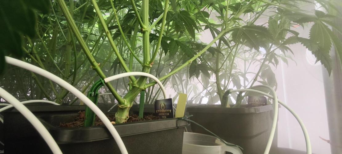 Sticky broccoli 🥦. Week 6