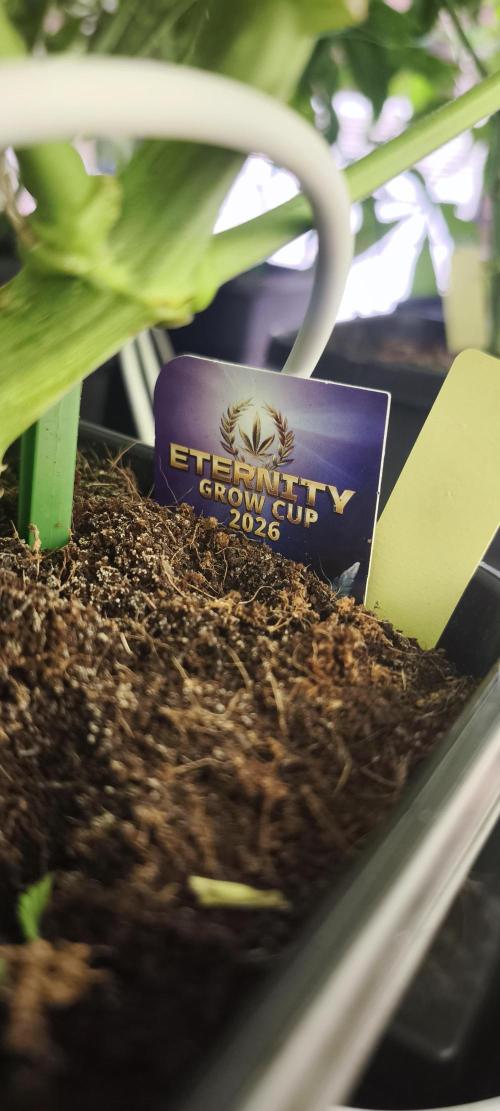 Sticky broccoli 🥦. Week 6
