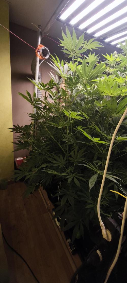 Sticky broccoli 🥦. Week 7